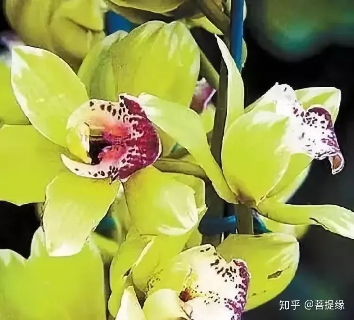 天价！天价！名贵植物排行，令人大开眼界（名贵的植物树）