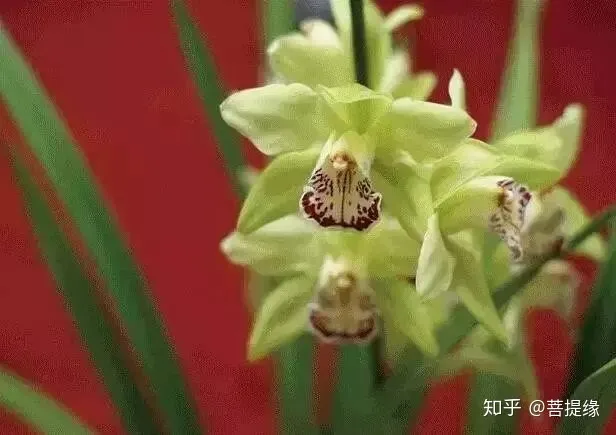 天价！天价！名贵植物排行，令人大开眼界（名贵的植物树）