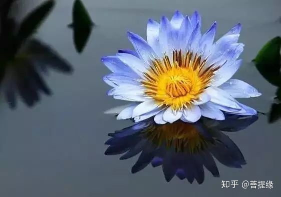 天价！天价！名贵植物排行，令人大开眼界（名贵的植物树）