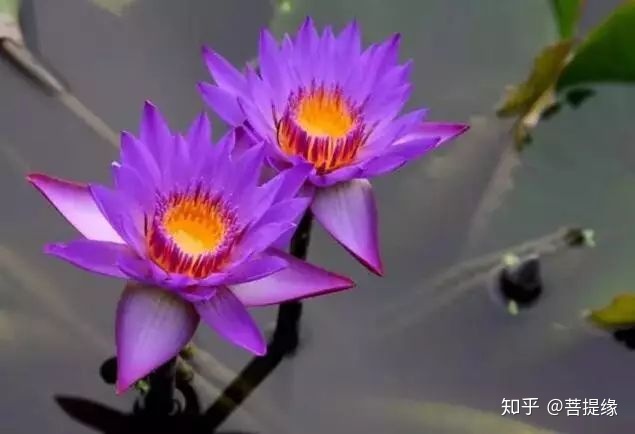 天价！天价！名贵植物排行，令人大开眼界（名贵的植物树）