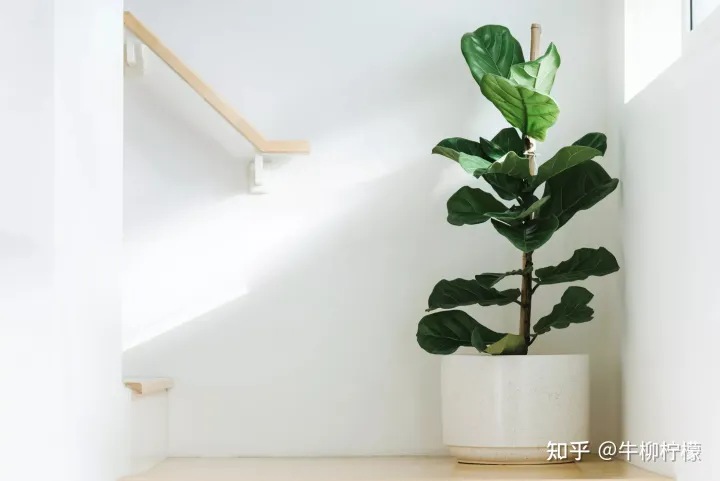 高端大气上档次：6款高端室内绿植（高档室内植物排名）