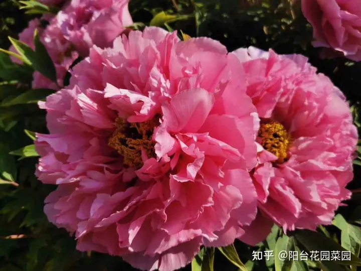 8种“富贵花”自带好运，花大优美，能养几十年，能值很多钱（富贵花都有哪些）