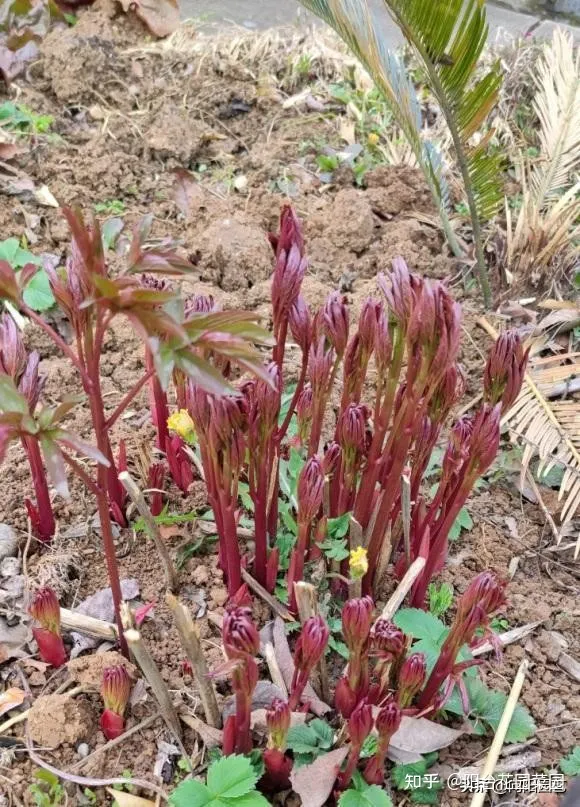 8种“富贵花”自带好运，花大优美，能养几十年，能值很多钱（富贵花都有哪些）