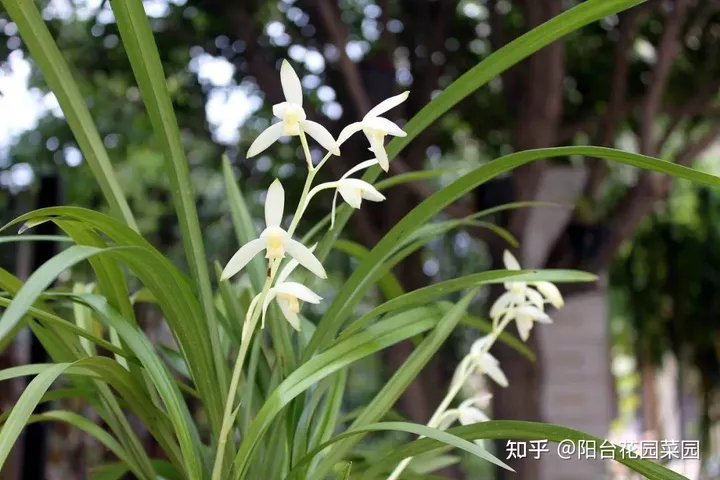 8种“富贵花”自带好运，花大优美，能养几十年，能值很多钱（富贵花都有哪些）