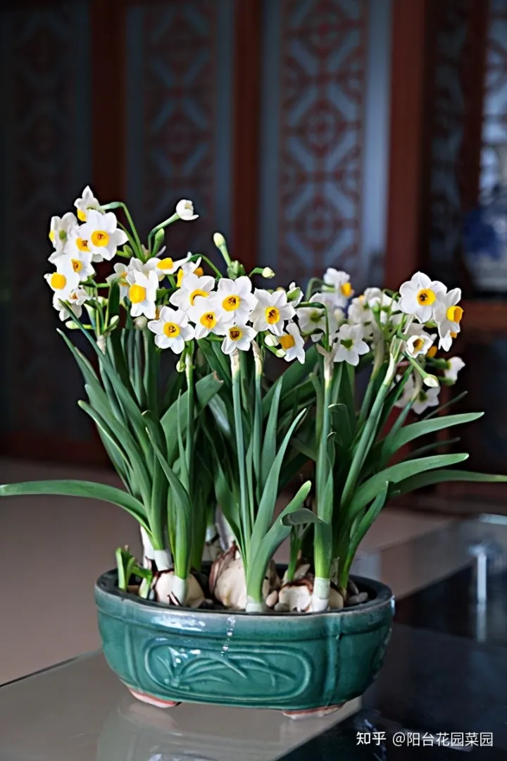 8种“富贵花”自带好运，花大优美，能养几十年，能值很多钱（富贵花都有哪些）