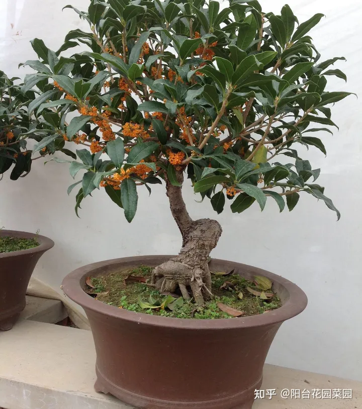 8种“富贵花”自带好运，花大优美，能养几十年，能值很多钱（富贵花都有哪些）