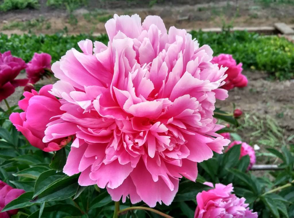 6种贵族花，巨大又神秘，凡人“养不起”，养花人“非富即贵”（贵族花有哪些）