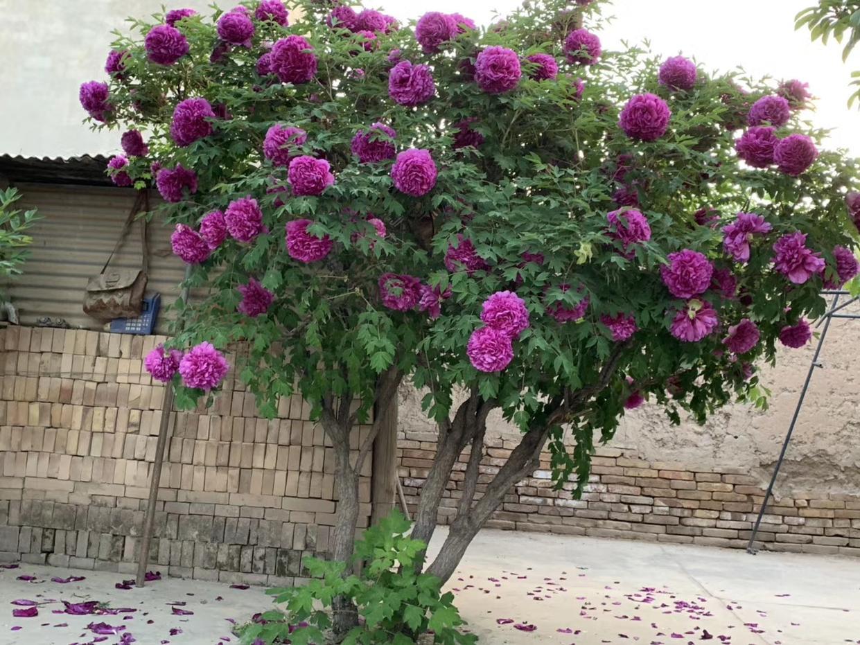 6种贵族花，巨大又神秘，凡人“养不起”，养花人“非富即贵”（贵族花有哪些）