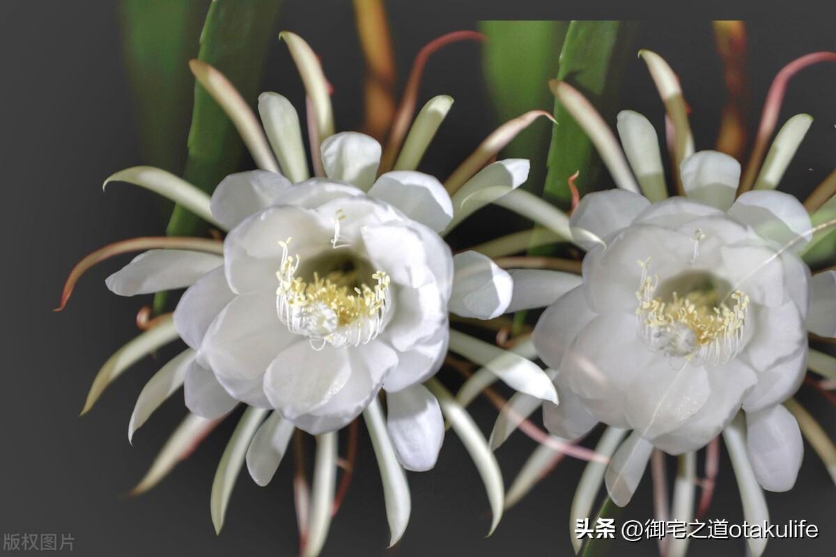 十大盆栽名贵花卉（十大盆栽名贵花卉有哪些品种名称）