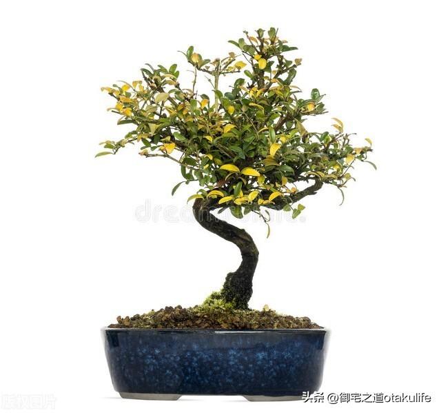 十大盆栽名贵花卉（十大盆栽名贵花卉有哪些品种名称）