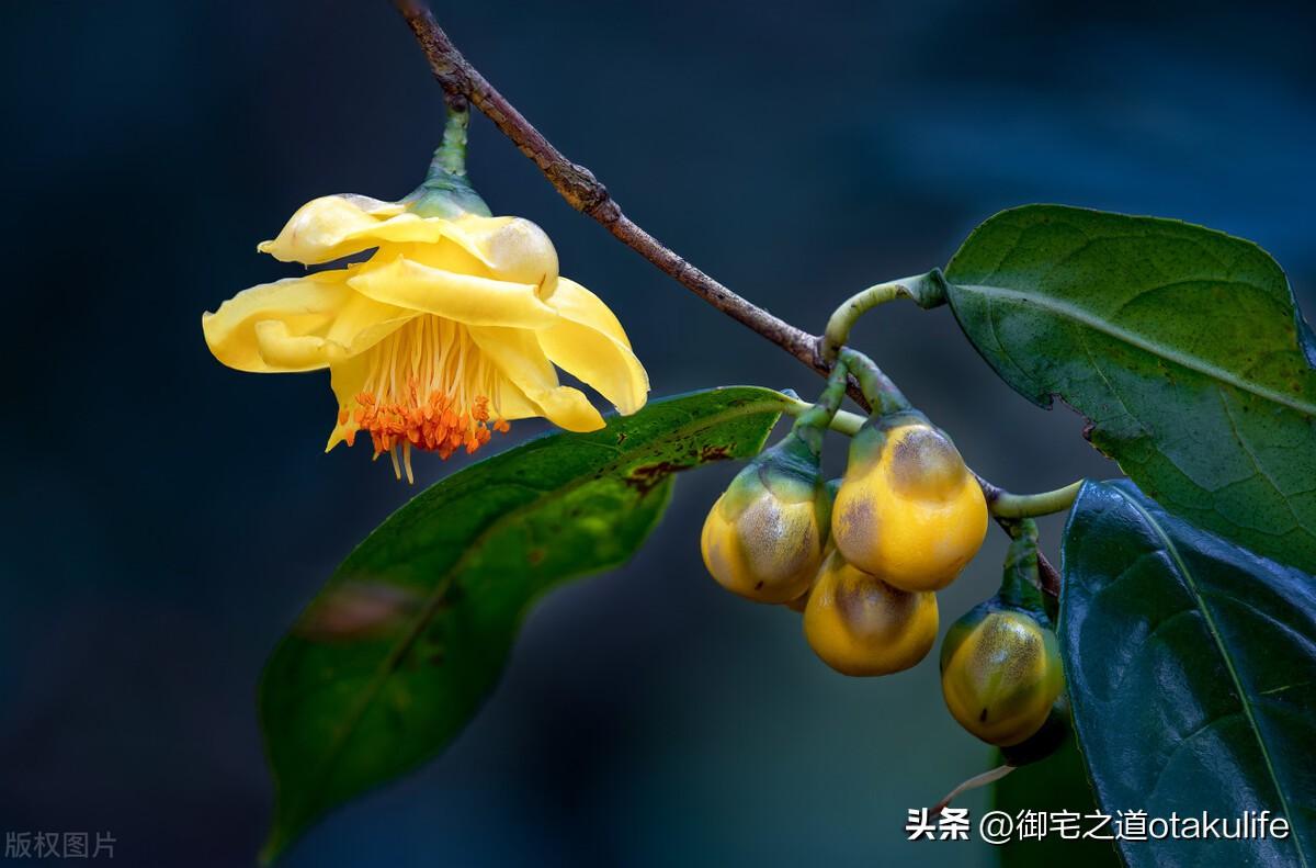 十大盆栽名贵花卉（十大盆栽名贵花卉有哪些品种名称）