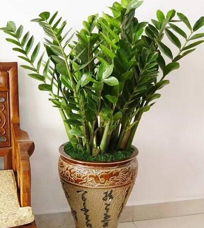 7种“贵气花”，不晒太阳一样旺，客厅一放，名贵又有范儿（盆栽贵花养植方法图解）