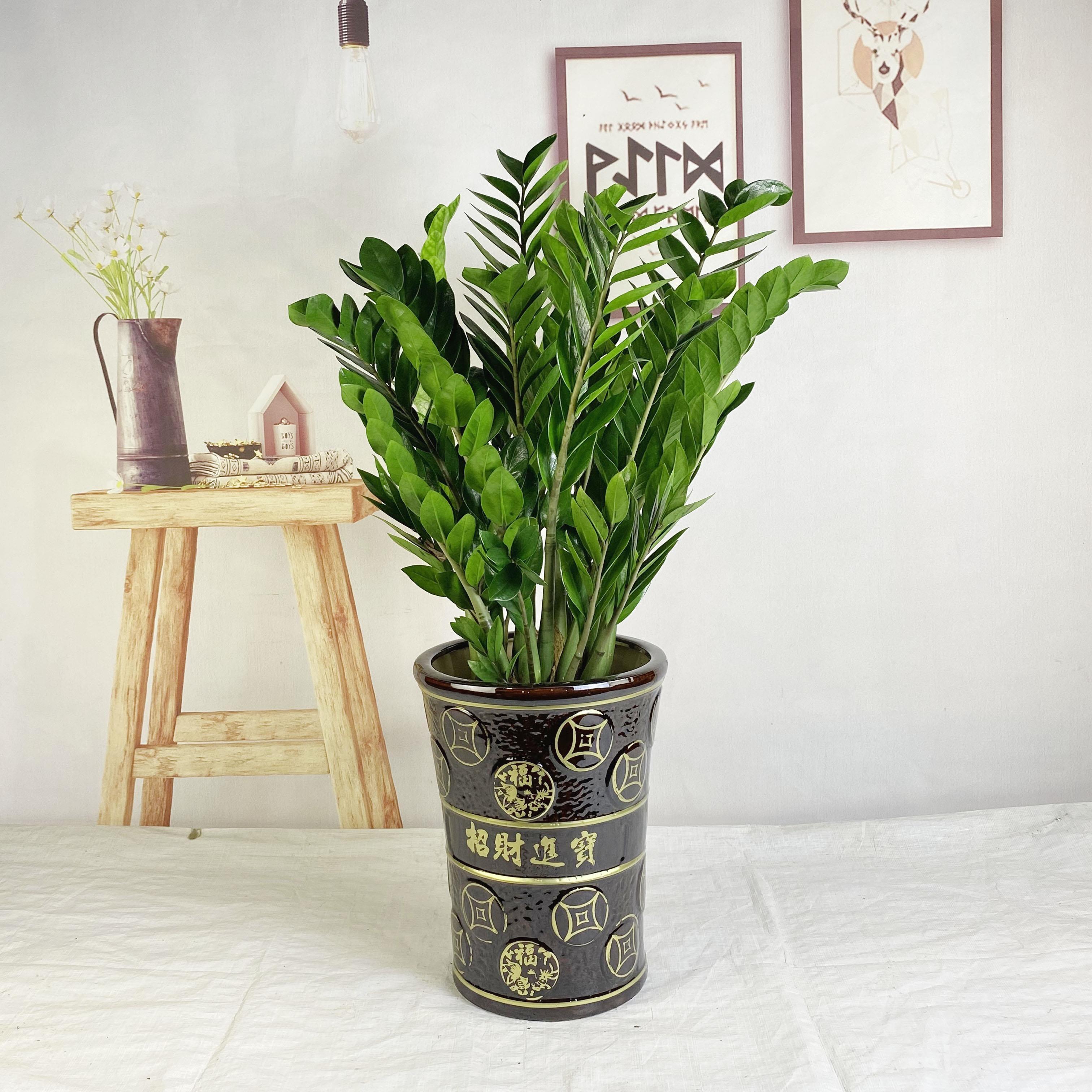 7种“贵气花”，不晒太阳一样旺，客厅一放，名贵又有范儿（盆栽贵花养植方法图解）