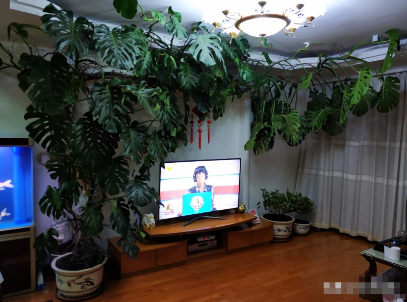 7种“贵气花”，不晒太阳一样旺，客厅一放，名贵又有范儿（盆栽贵花养植方法图解）