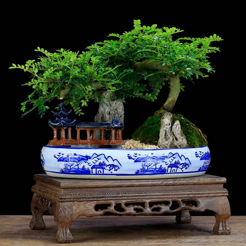 5种“小盆景”，比大树还值钱，客厅养一盆，能香几十年（小盆景叫什么）