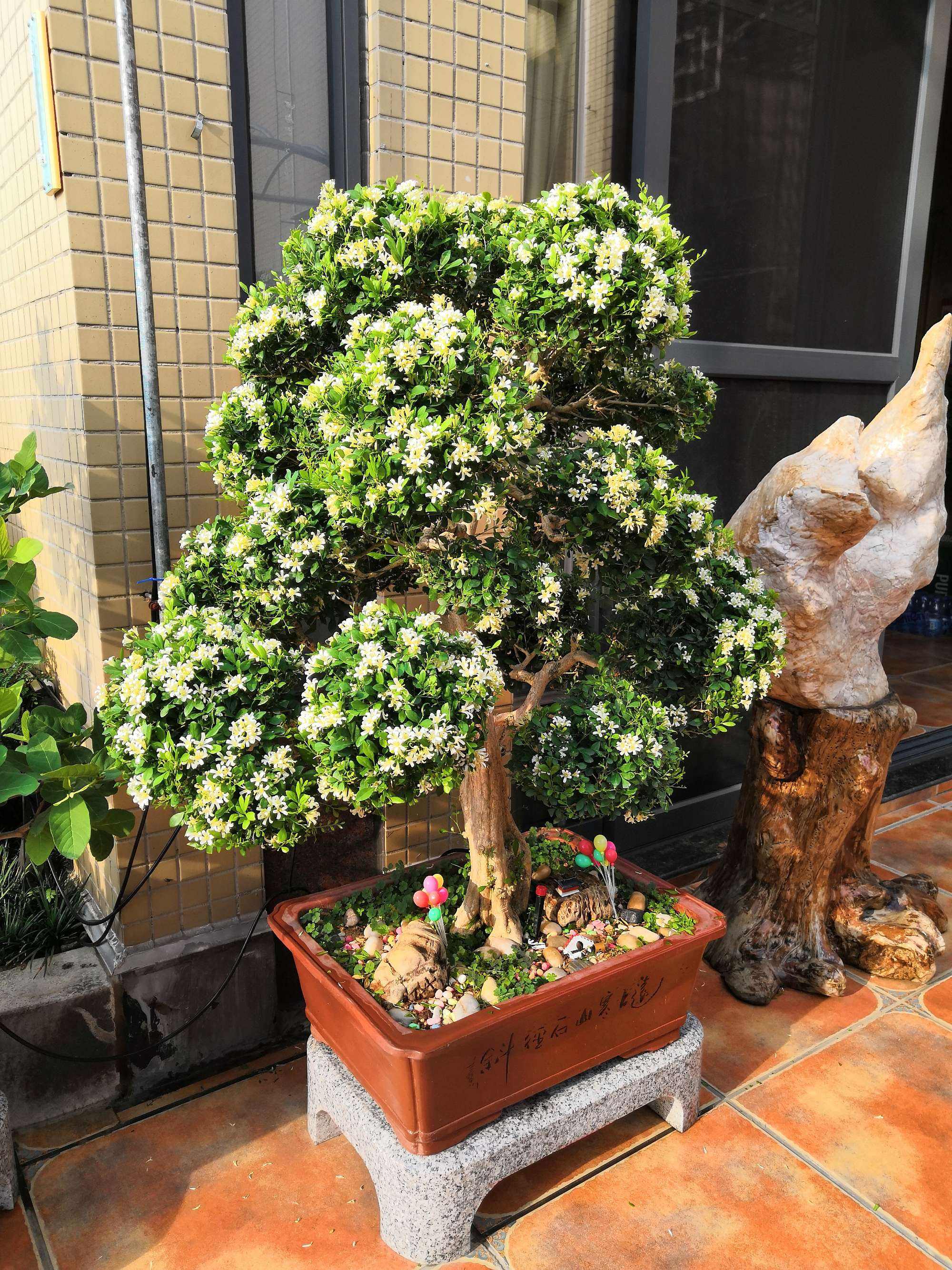 5种“小盆景”，比大树还值钱，客厅养一盆，能香几十年（小盆景叫什么）