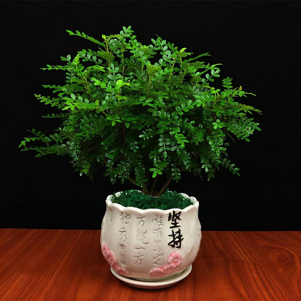 5种“小盆景”，比大树还值钱，客厅养一盆，能香几十年（小盆景叫什么）