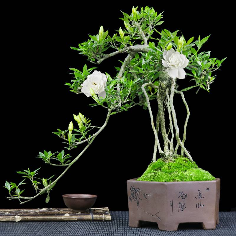 5种“小盆景”，比大树还值钱，客厅养一盆，能香几十年（小盆景叫什么）