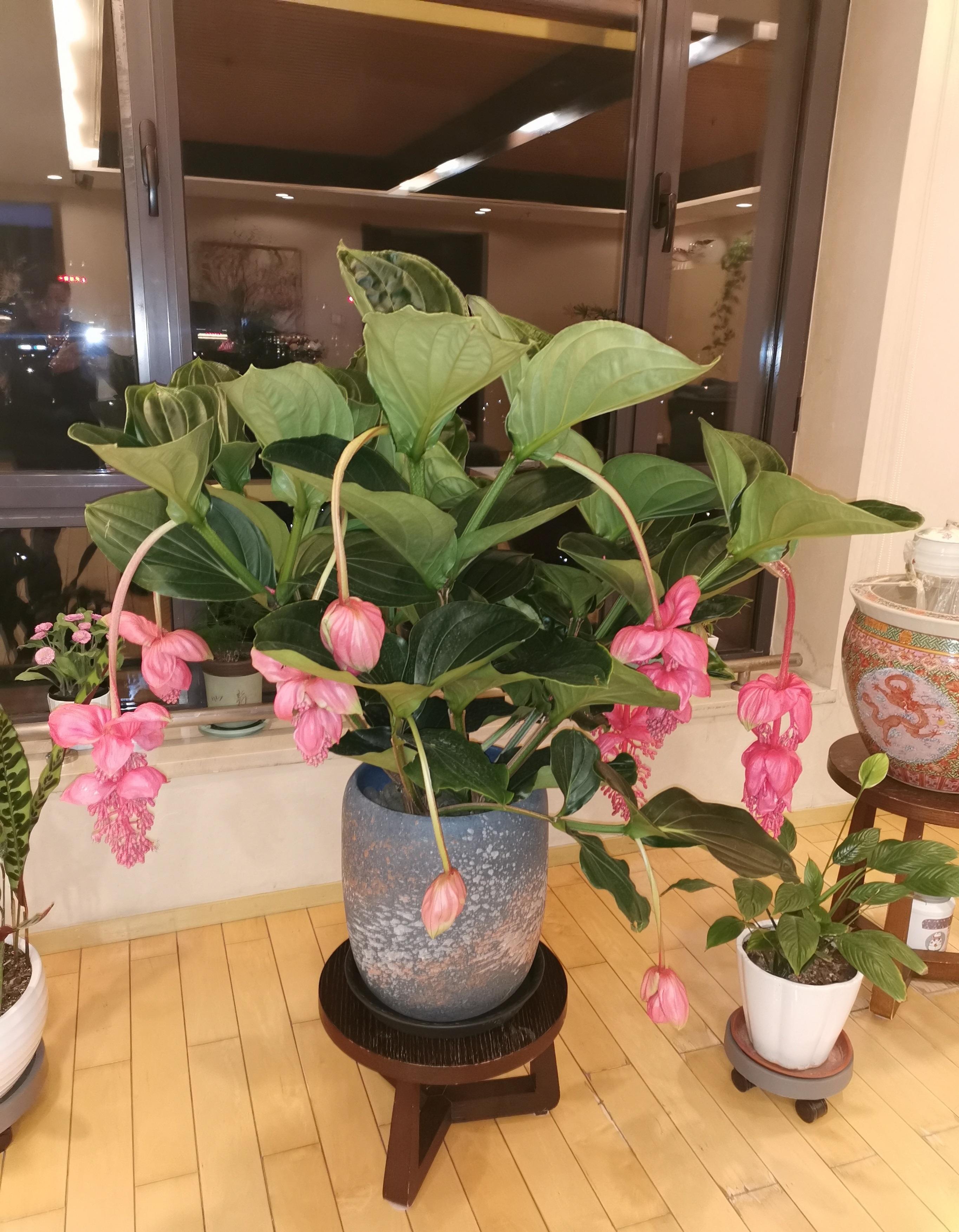 4种“贵族花”，漂亮又难养，价格上千元，养不了一年（比较贵族的名字）