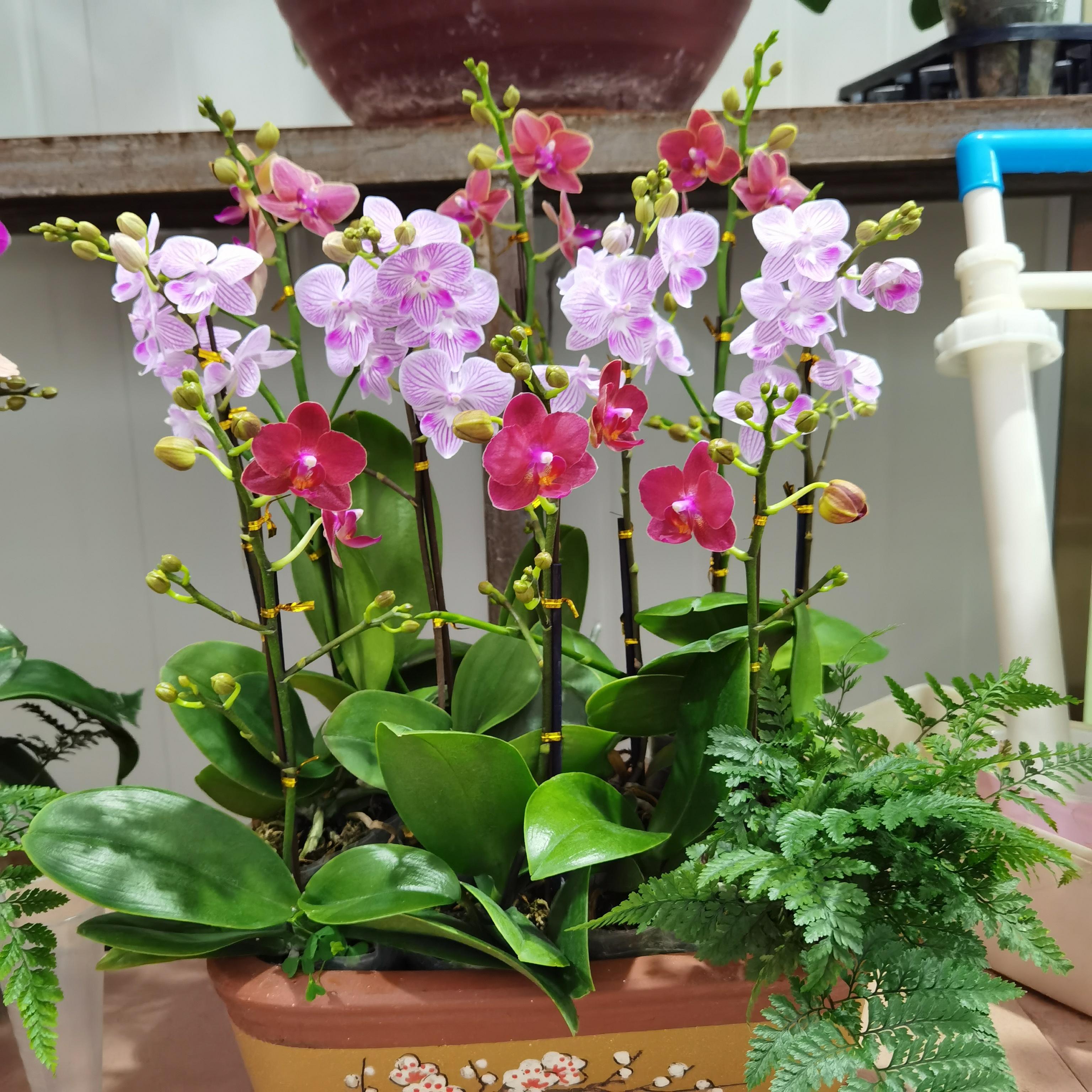 4种“贵族花”，漂亮又难养，价格上千元，养不了一年（比较贵族的名字）