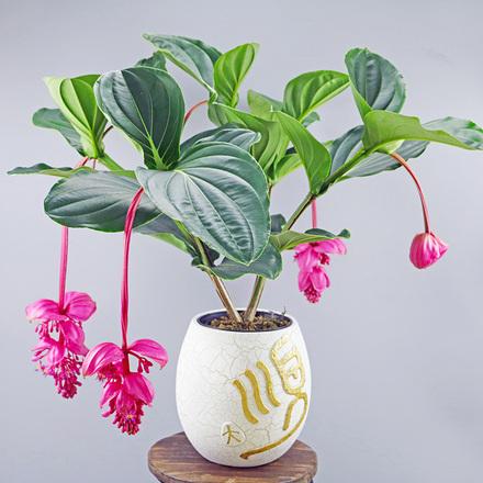 5种“贵族花”，客厅一放，耐荫又高档，美的油画一样（贵族花园图片）