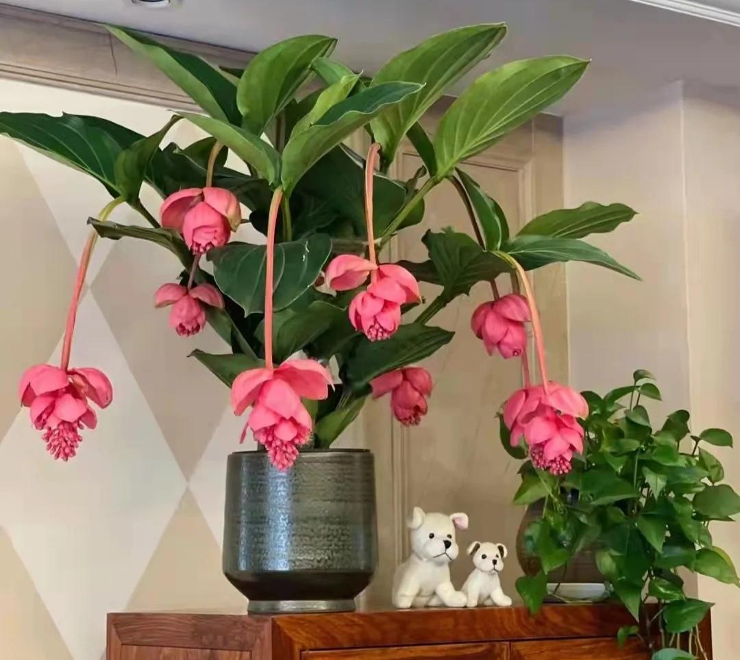 5种“贵族花”，客厅一放，耐荫又高档，美的油画一样（贵族花园图片）