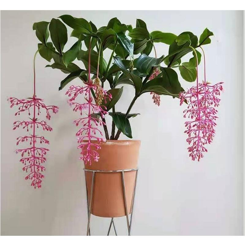5种“贵族花”，客厅一放，耐荫又高档，美的油画一样（贵族花园图片）