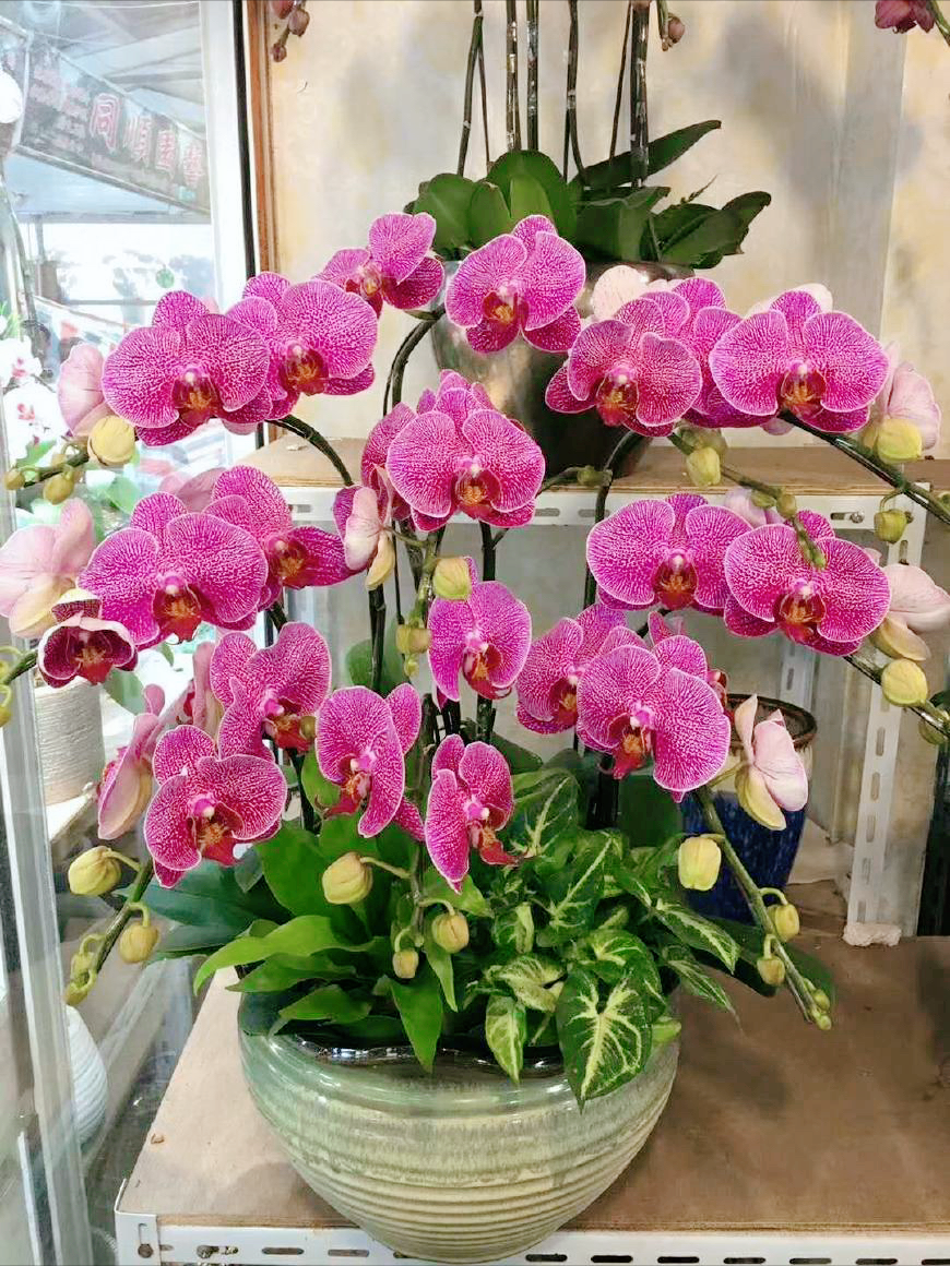 5种“贵族花”，客厅一放，耐荫又高档，美的油画一样（贵族花园图片）