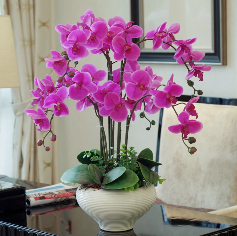 5种“贵族花”，客厅一放，耐荫又高档，美的油画一样（贵族花园图片）