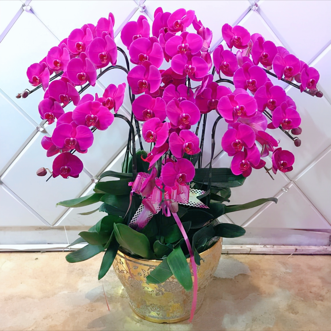 5种“贵族花”，客厅一放，耐荫又高档，美的油画一样（贵族花园图片）