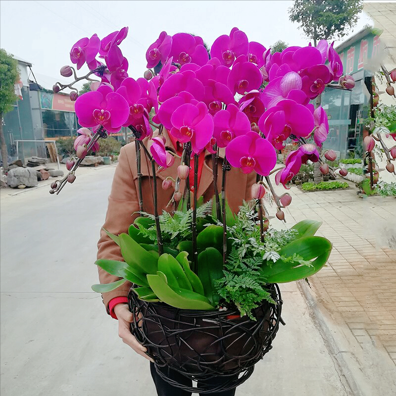 5种“贵族花”，客厅一放，耐荫又高档，美的油画一样（贵族花园图片）