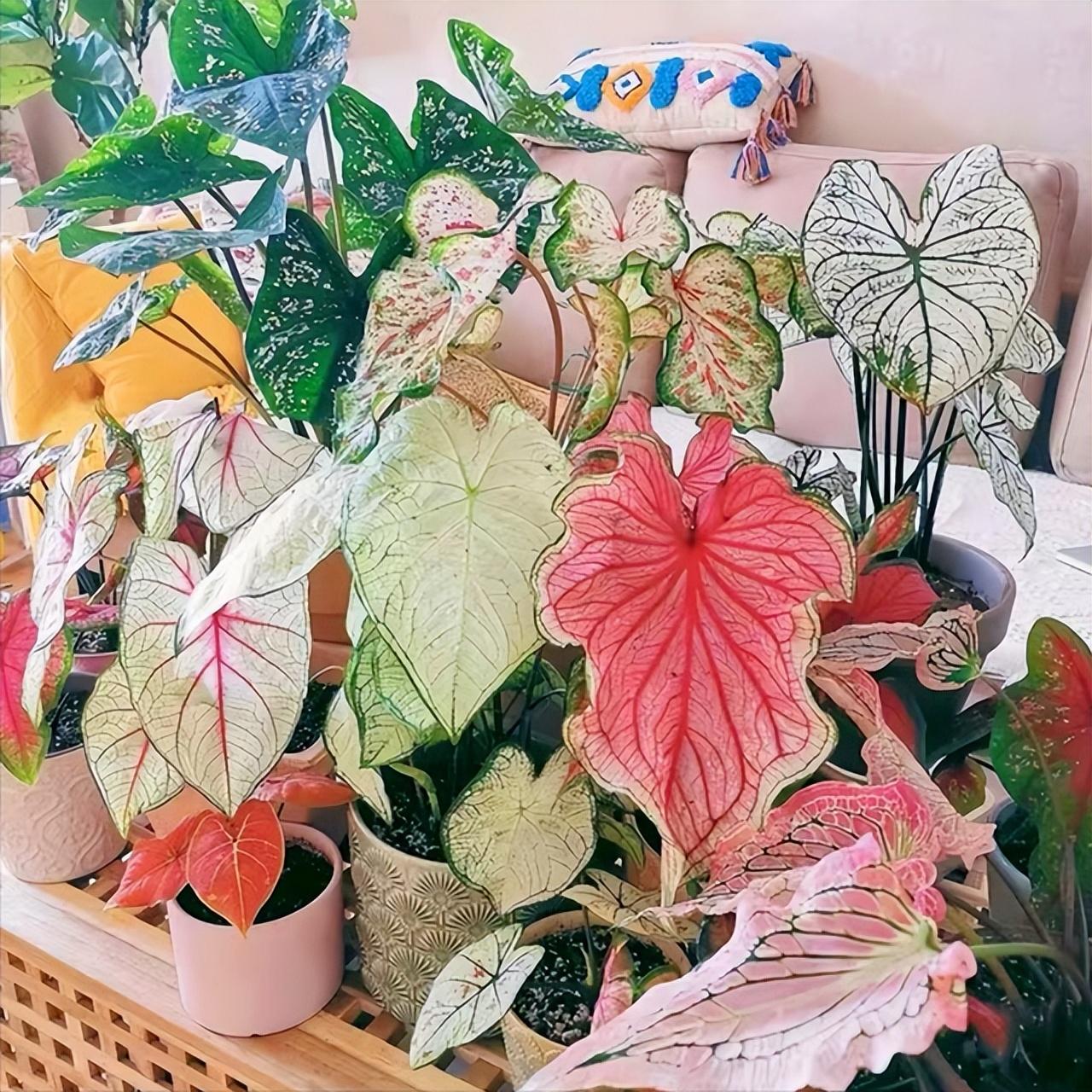 5种“贵族花”，客厅一放，耐荫又高档，美的油画一样（贵族花园图片）
