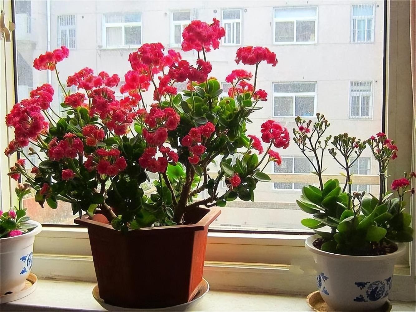 9种富贵花，就爱小花盆，小盆多晒晒，又美又“高档”（富贵花造型）