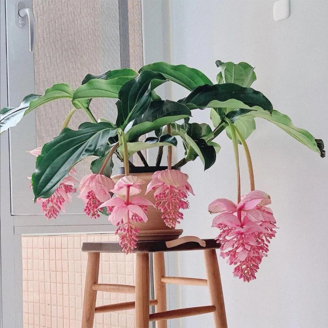 6种“贵族花”，花中“奢侈品”，动辄上千元，家里有矿才敢买（贵族花纹）