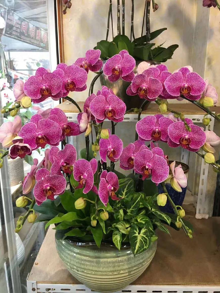 6种“贵族花”，花中“奢侈品”，动辄上千元，家里有矿才敢买（贵族花纹）