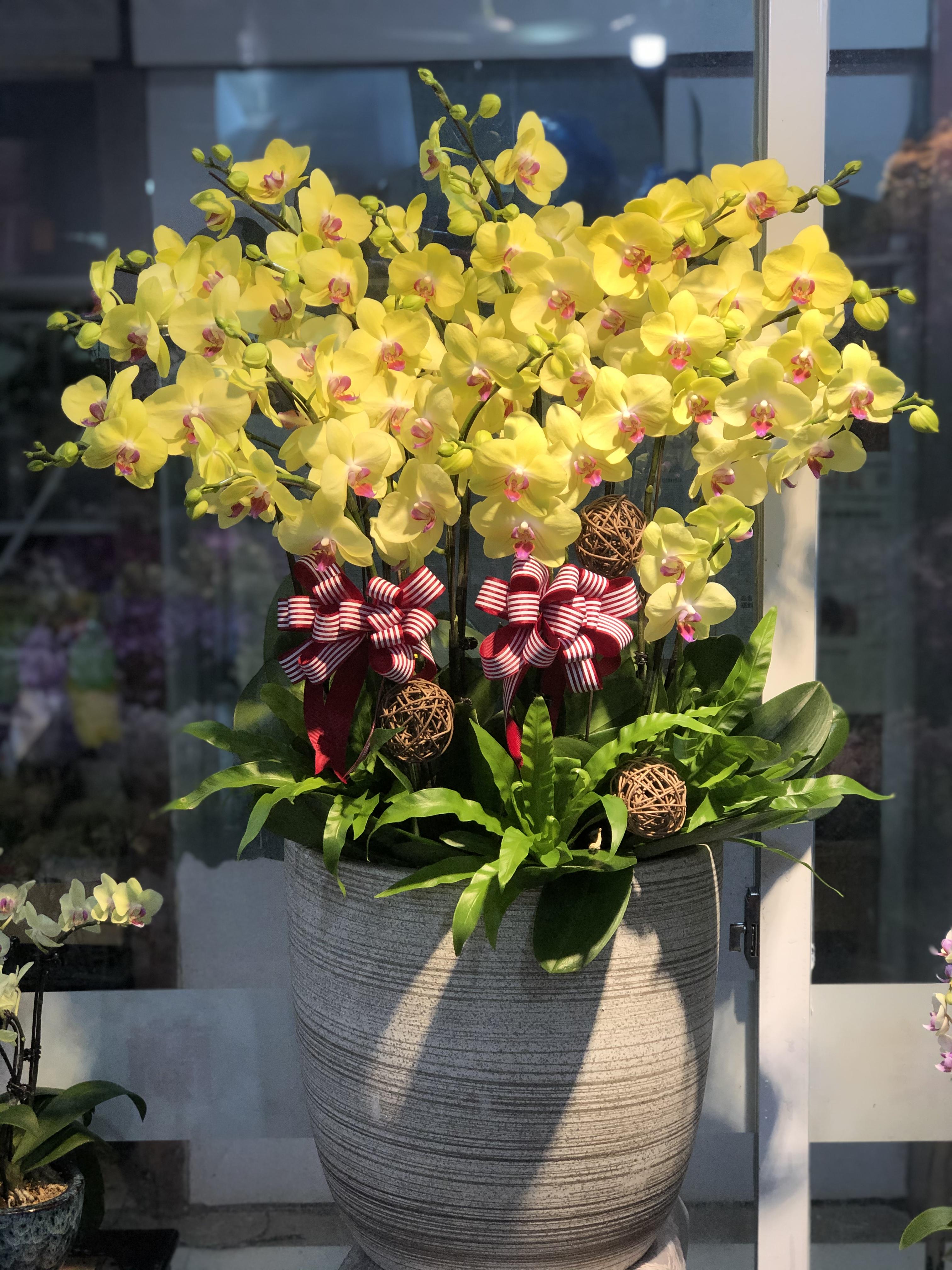 6种“贵族花”，花中“奢侈品”，动辄上千元，家里有矿才敢买（贵族花纹）
