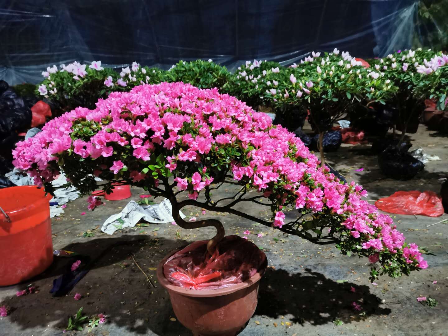 7种富贵花，好好对待它，养百年变“花树”，价值“大如金”（什么花是吉祥富贵花）