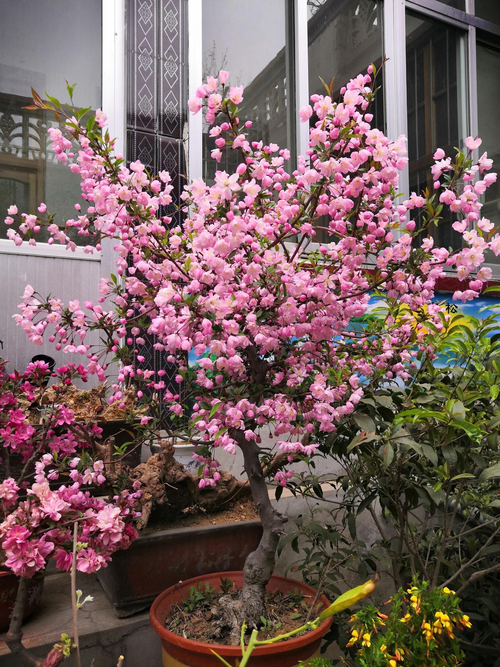 7种富贵花，好好对待它，养百年变“花树”，价值“大如金”（什么花是吉祥富贵花）
