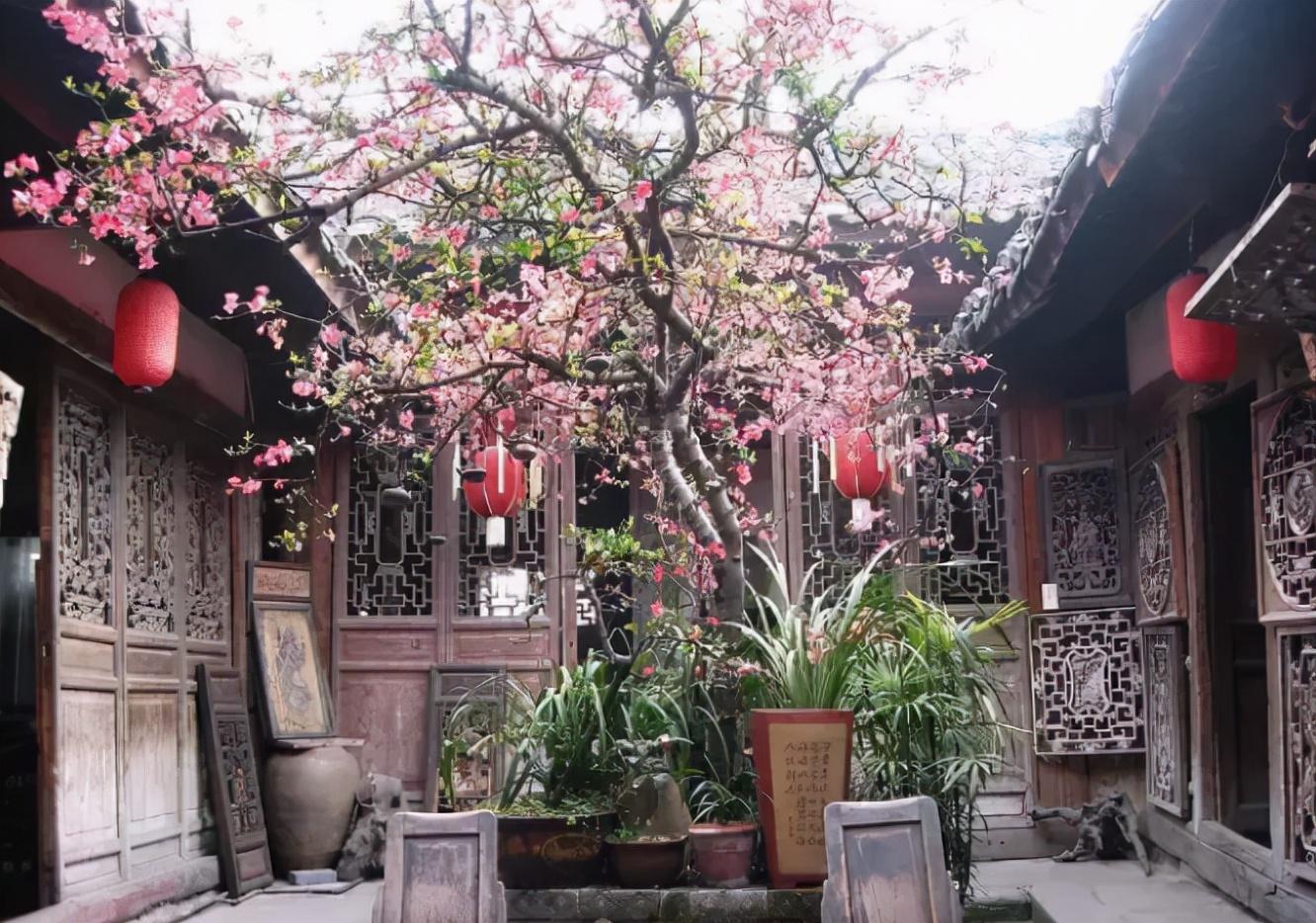 7种富贵花，好好对待它，养百年变“花树”，价值“大如金”（什么花是吉祥富贵花）