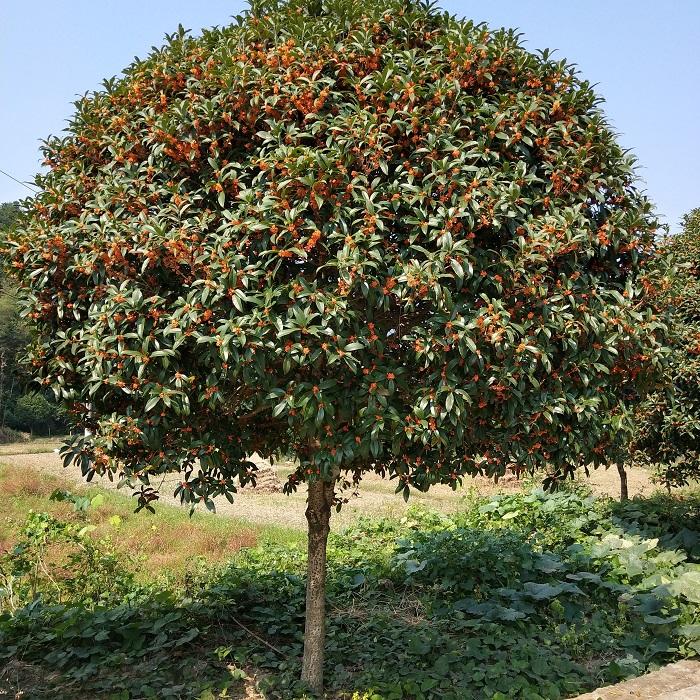 7种富贵花，好好对待它，养百年变“花树”，价值“大如金”（什么花是吉祥富贵花）