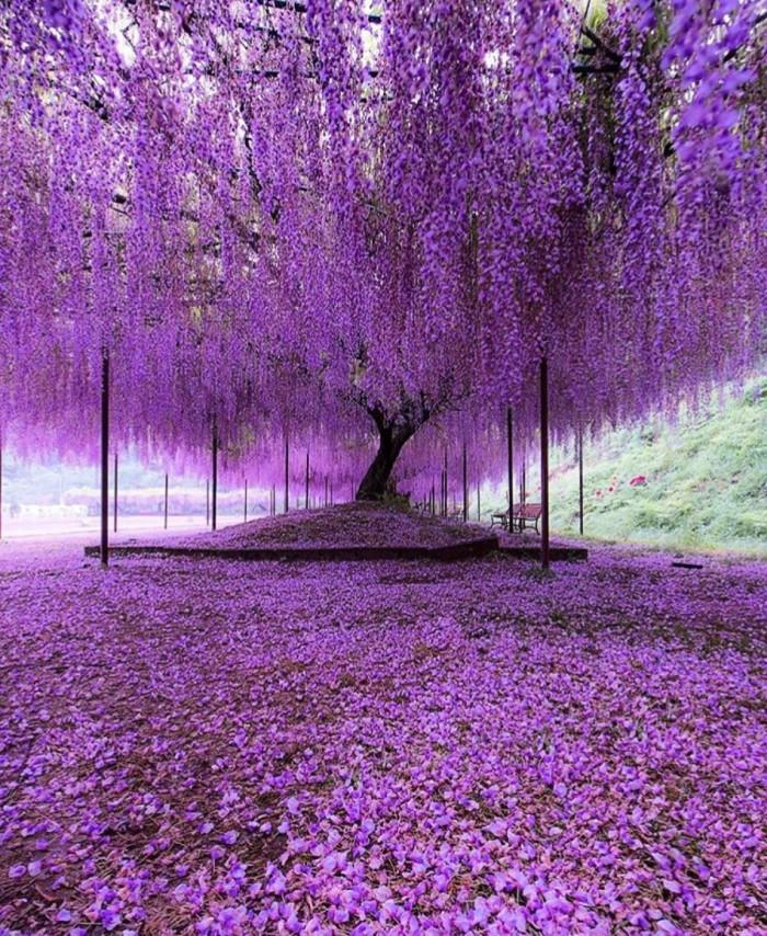 7种富贵花，好好对待它，养百年变“花树”，价值“大如金”（什么花是吉祥富贵花）