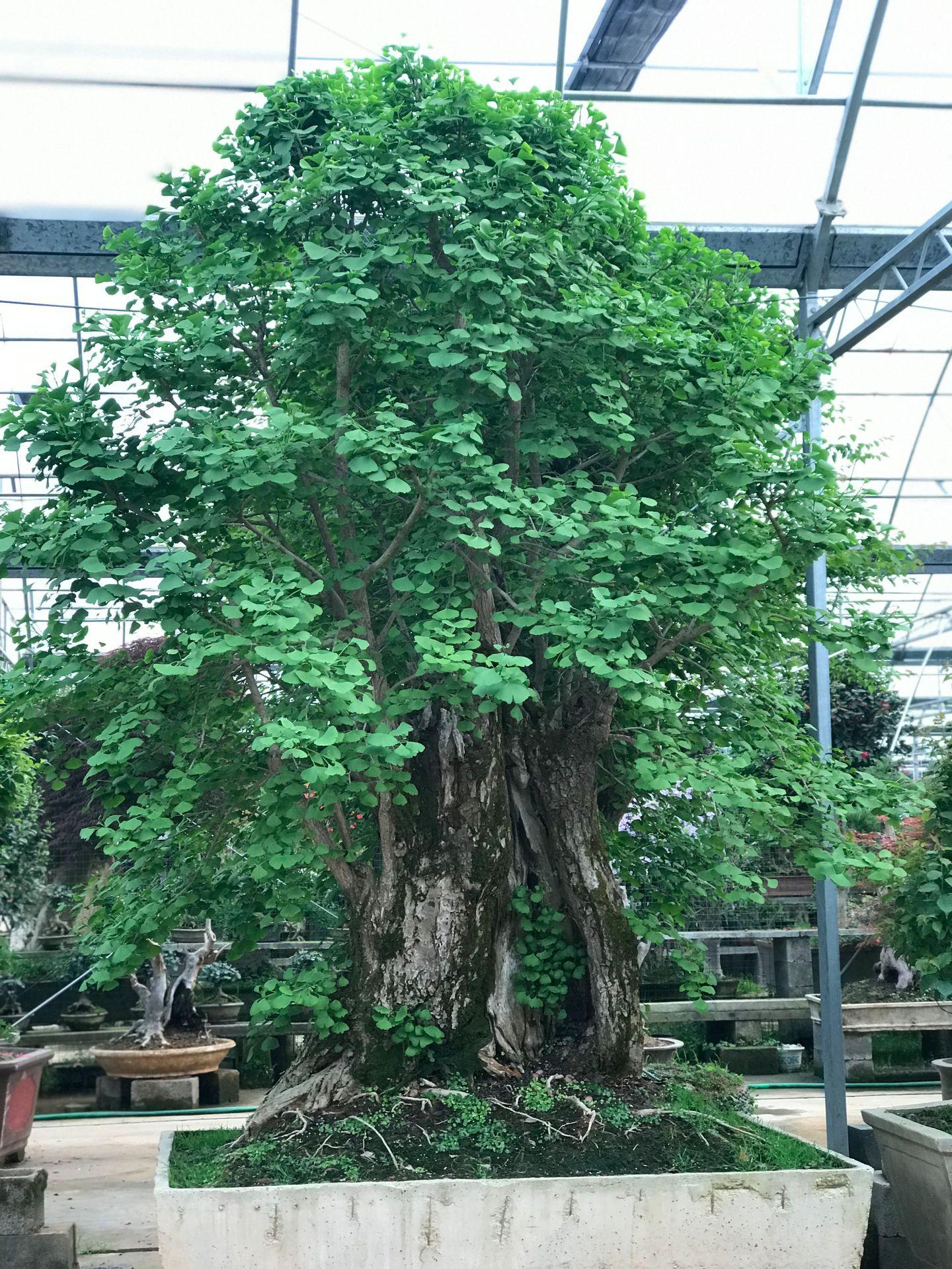 7种富贵花，好好对待它，养百年变“花树”，价值“大如金”（什么花是吉祥富贵花）