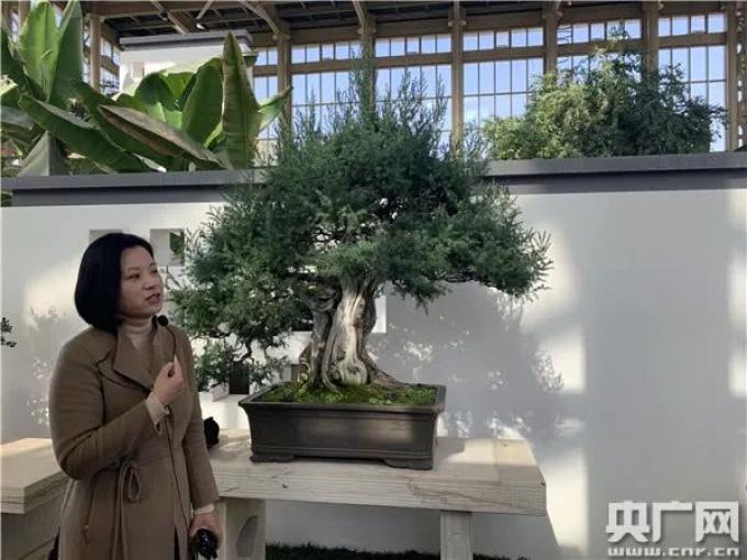 【乡村振兴在行动】江苏如皋：小盆景孕育致富“摇 钱树”（江苏如皋盆景之乡）