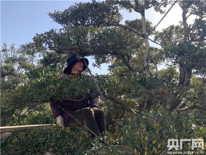 【乡村振兴在行动】江苏如皋：小盆景孕育致富“摇 钱树”（江苏如皋盆景之乡）