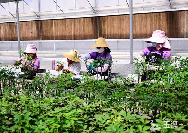 数字赋能高效农业 紫玉花卉盆栽玫瑰销路俏（紫玉花卉图片）