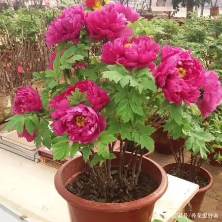 大户人家最爱养的十种花，家里养一盆，幸福又安康，日子节节高升（家里养什么花大气）