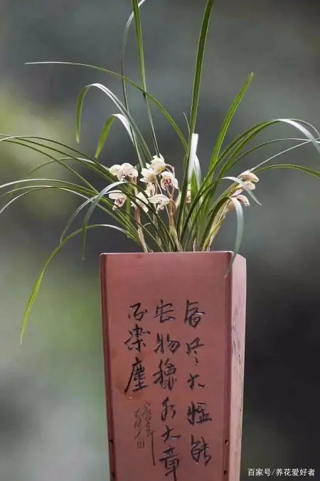 大户人家最爱养的十种花，家里养一盆，幸福又安康，日子节节高升（家里养什么花大气）