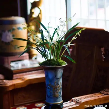 大户人家最爱养的十种花，家里养一盆，幸福又安康，日子节节高升（家里养什么花大气）