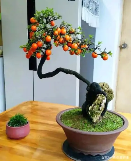 大户人家最爱养的十种花，家里养一盆，幸福又安康，日子节节高升（家里养什么花大气）