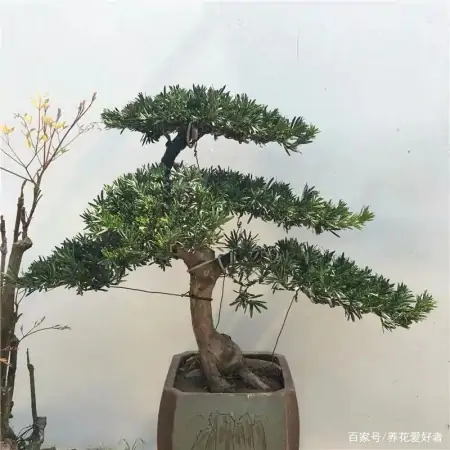 大户人家最爱养的十种花，家里养一盆，幸福又安康，日子节节高升（家里养什么花大气）